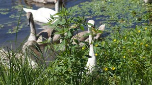 A pond with ducks and vegetation. - Le Gîte des Pêcheurs au Calme à 5 mn de Terra Botanica (Cantenay-Épinard)