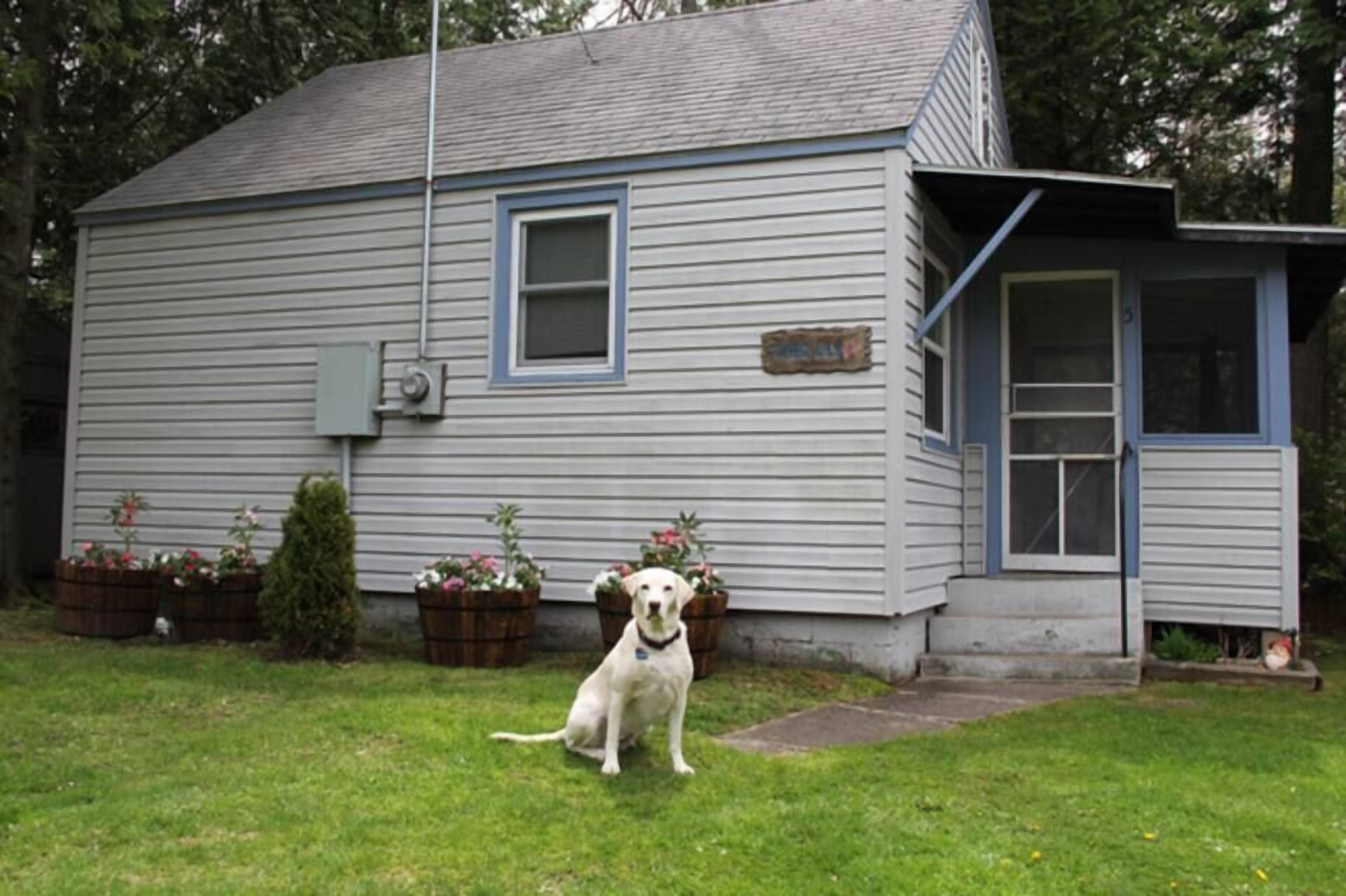 A house with a front yard, a dog, and a mailbox.