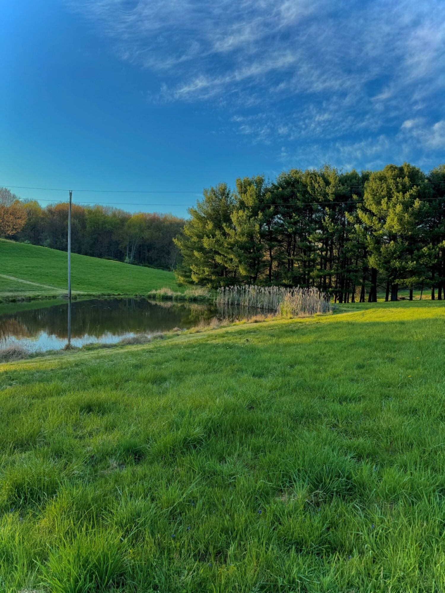 Ein grasbewachsenes Feld mit Teich, Bäumen und blauem Himmel.
