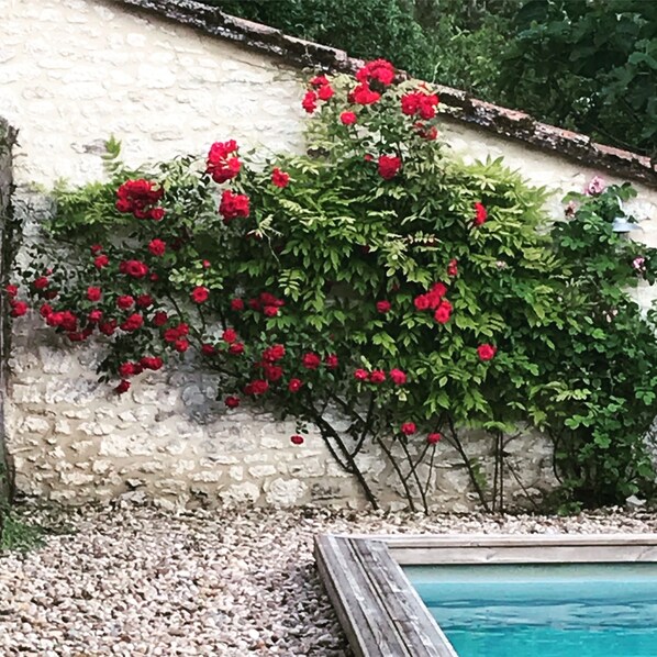 Relax in a serene garden setting with a small pool and lush greenery.