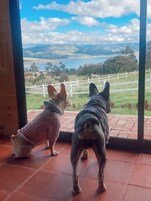 Dos perros mirando a través de una puerta de cristal.