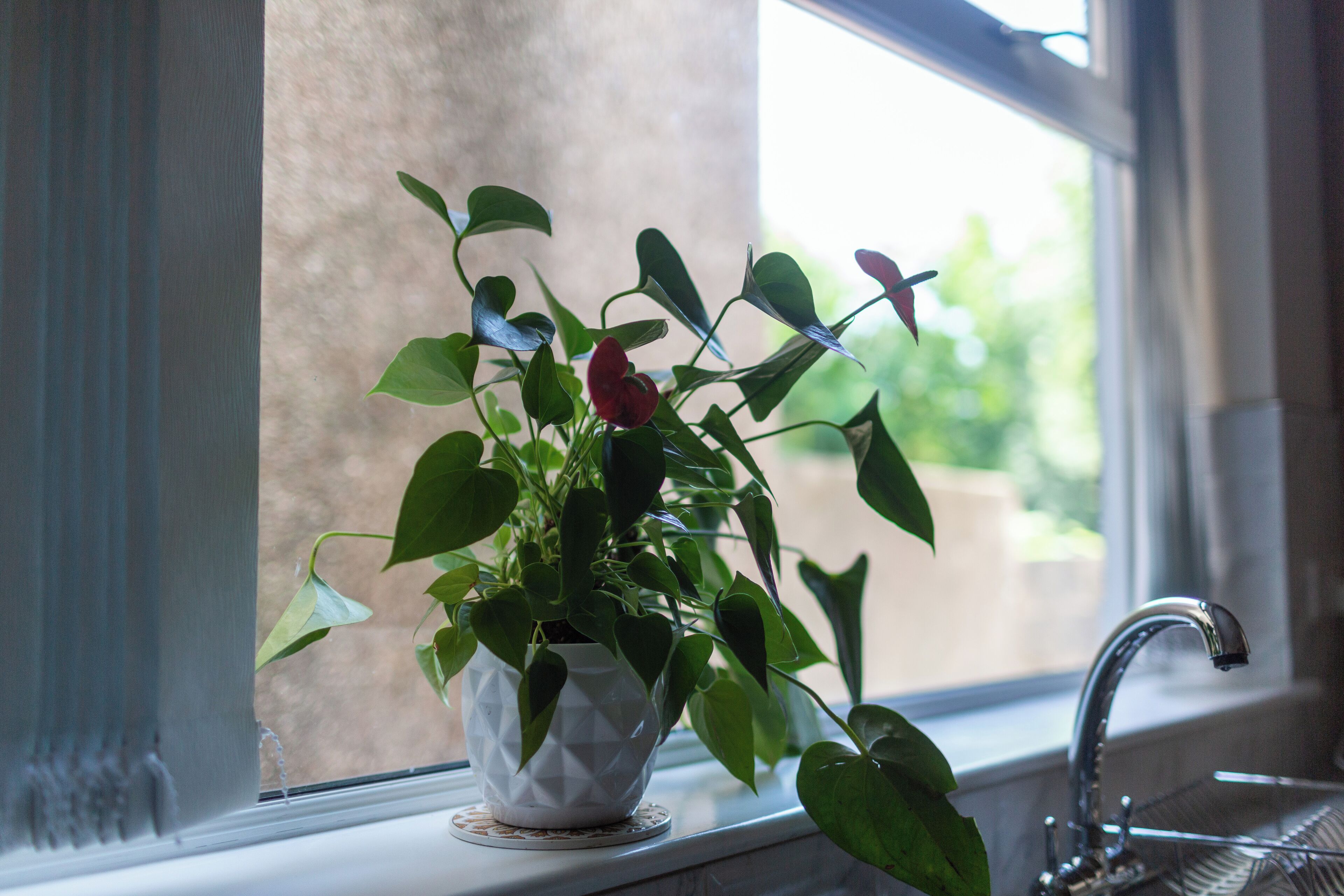 A potted plant on a windowsill with a view of greenery outside.