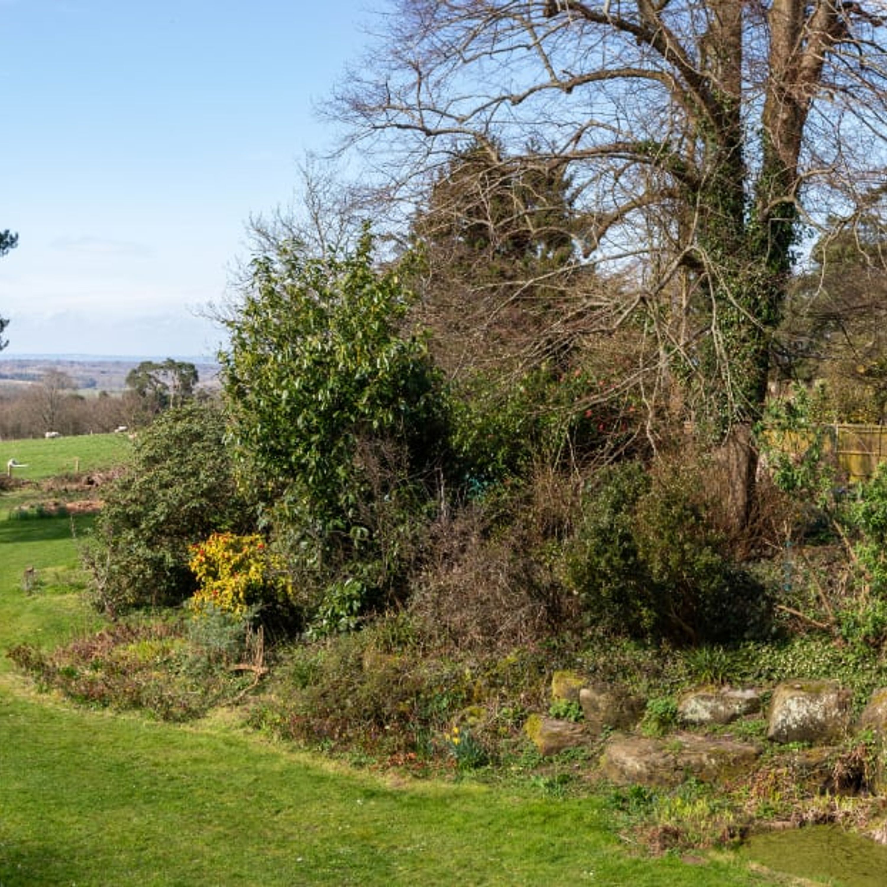 A rural landscape with a large tree, dense shrubbery, and a grassy field.