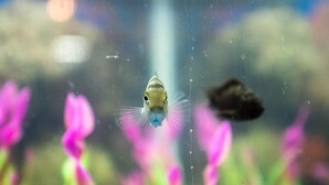 A fish in an aquarium with pink flowers in the background. - 2 Bedroom Downtown Apt Clean and Safe (Pittsburgh)
