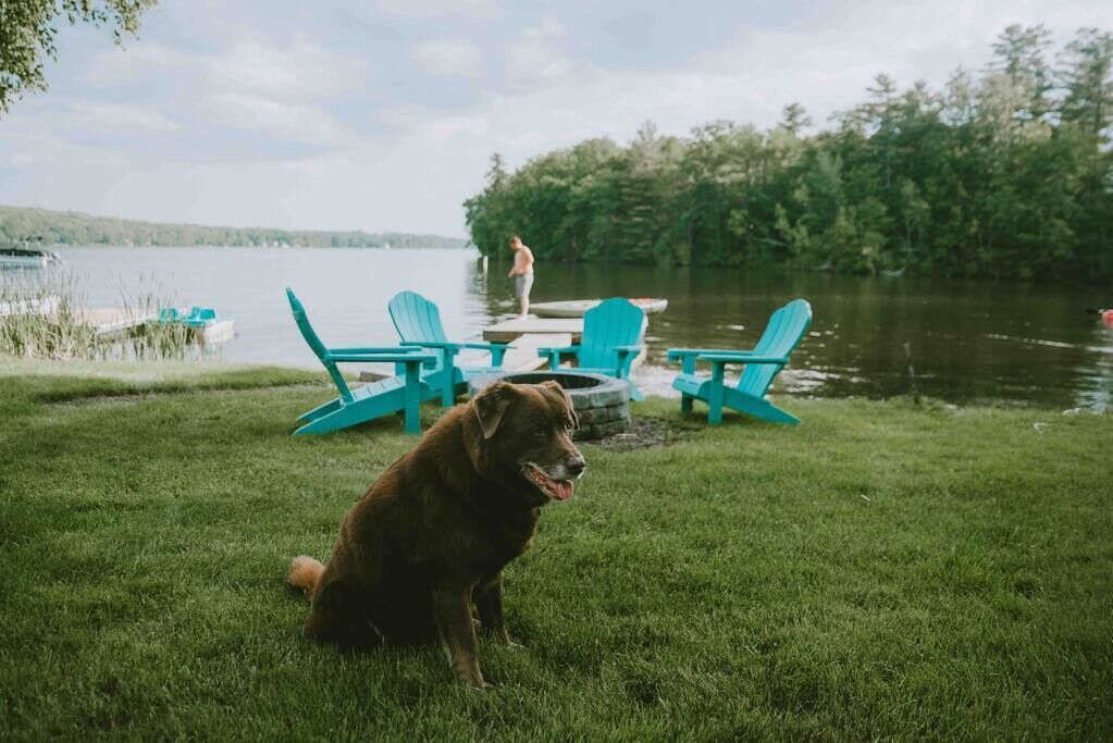 En hund sitter på gräset nära en sjö, med stolar och en brygga i närheten.