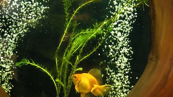 A fish tank with a goldfish and aquatic plants.