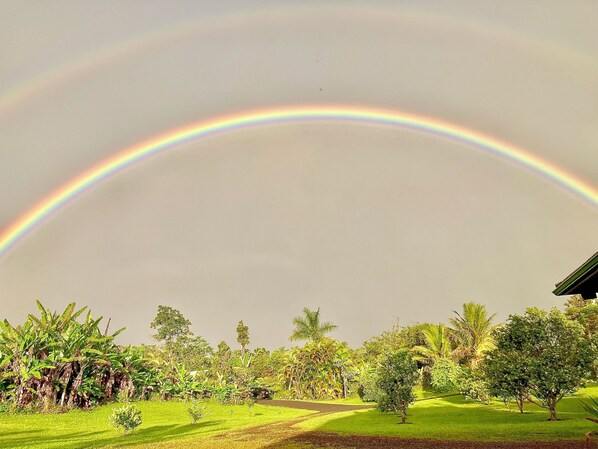 Un jardí exuberant amb un arc de color sota la pluja.