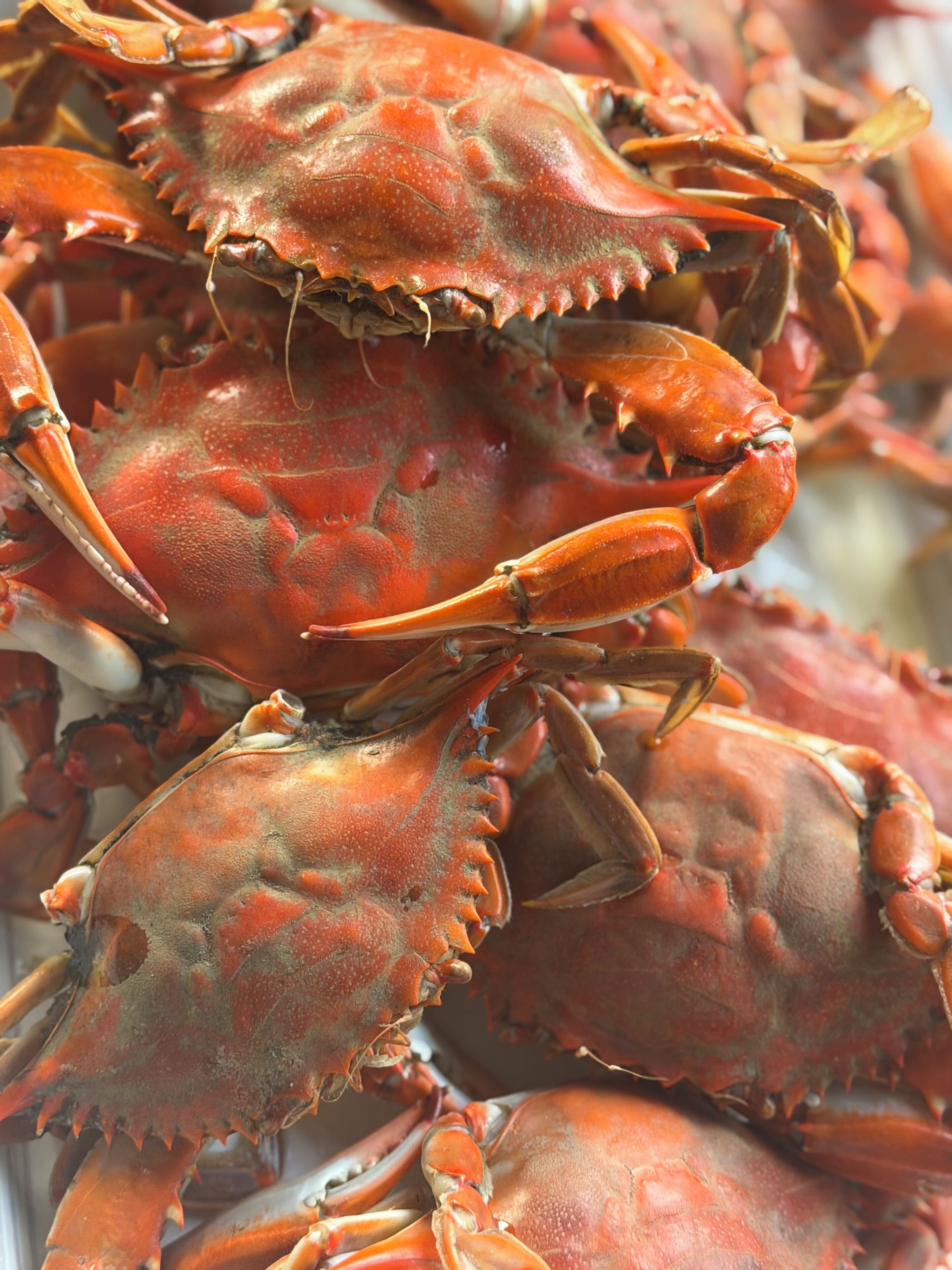 A close-up of multiple crabs with prominent claws and textured exoskeletons.