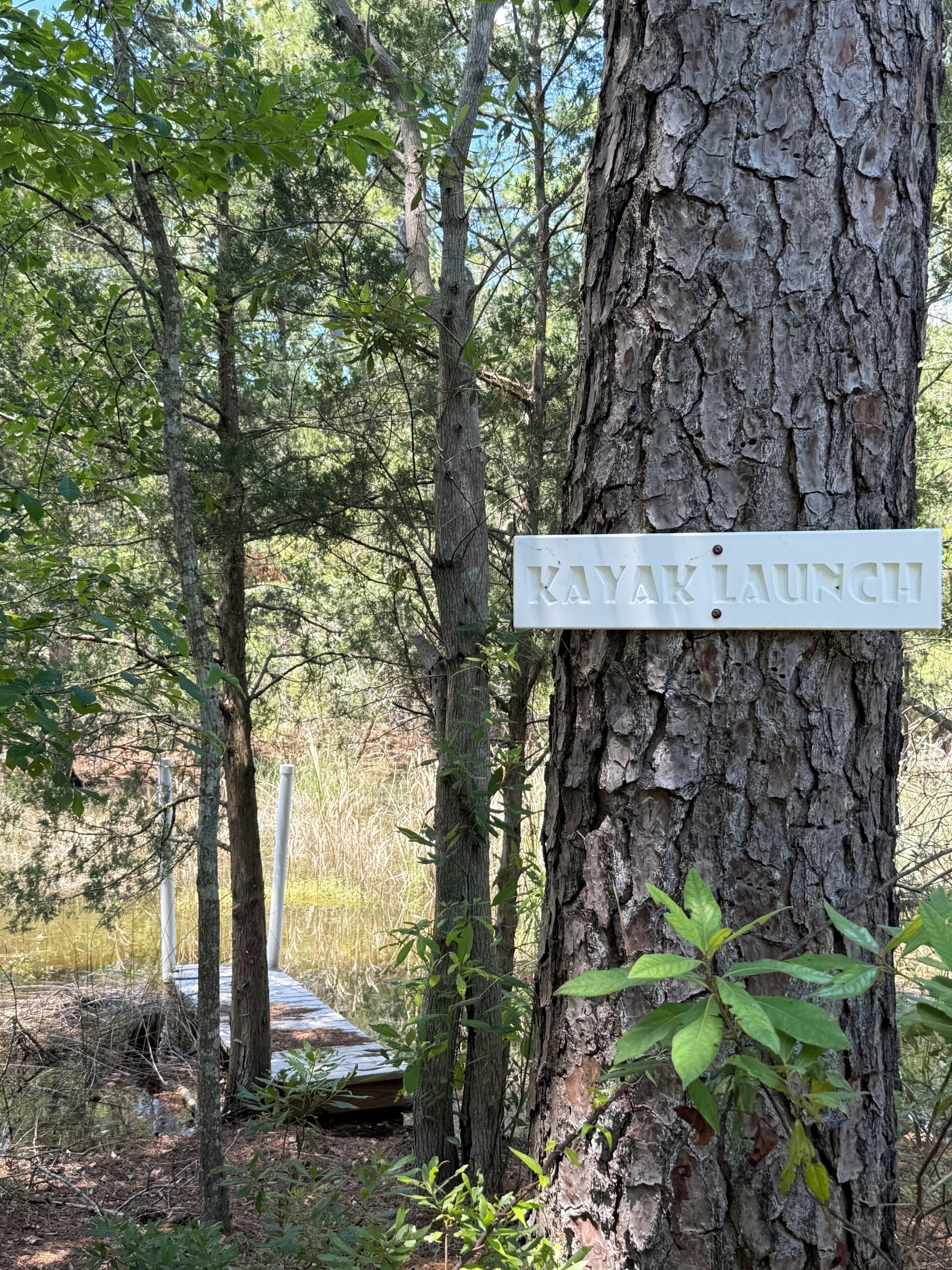 Un letrero que dice 'KAYAK LAUNCH' sujeto a un árbol en un área boscosa.