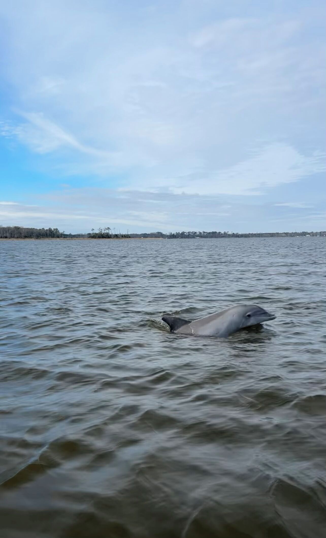 Un dauphin nageant dans une étendue d’eau.