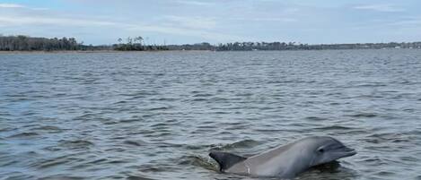 Un dauphin nageant dans une étendue d’eau.