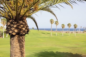 A palm tree with a golf course in the background.