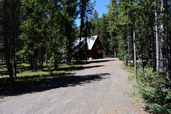 Eine Hütte, umgeben von hohen Kiefern, mit einem Kiesweg, der dorthin führt.