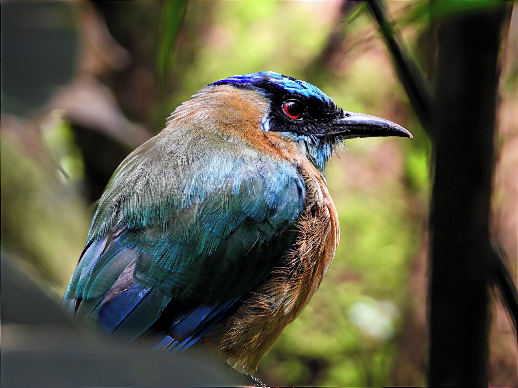 A bird with blue and brown feathers perched on a branch.