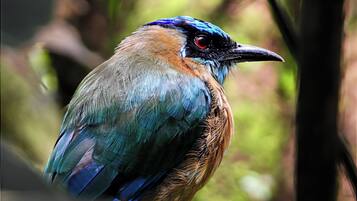 A bird with blue and brown feathers perched on a branch.