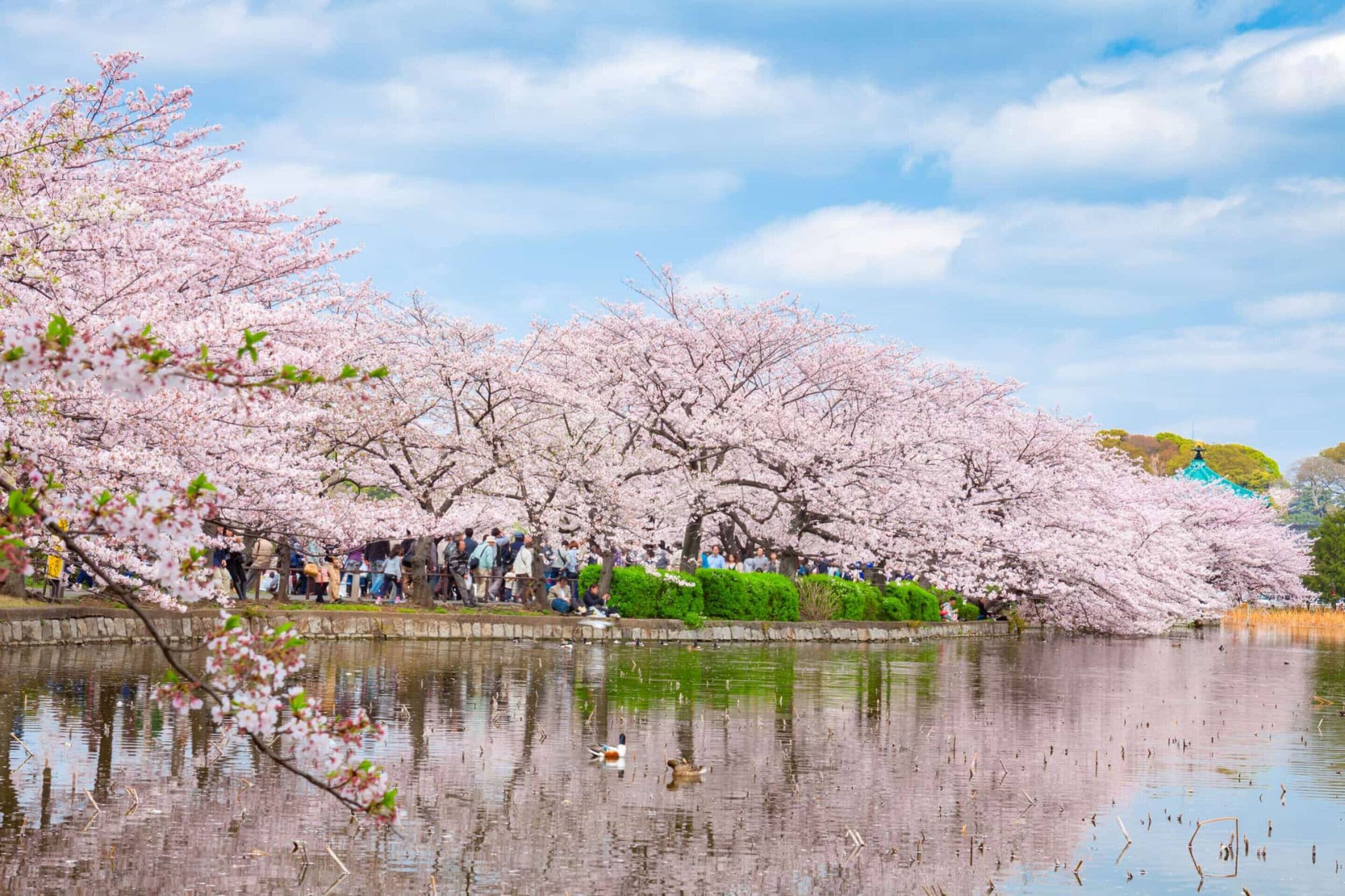 A serene park with cherry blossoms along a water body, a crowd of people, and a traditional building in the background.