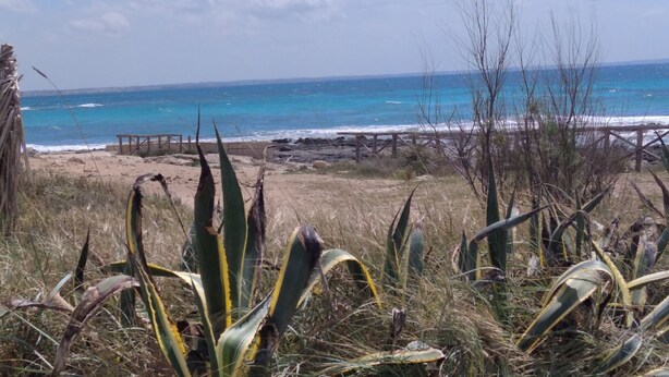 A beach with a wooden walkway leading to the shore, surrounded by cacti and coastal vegetation.