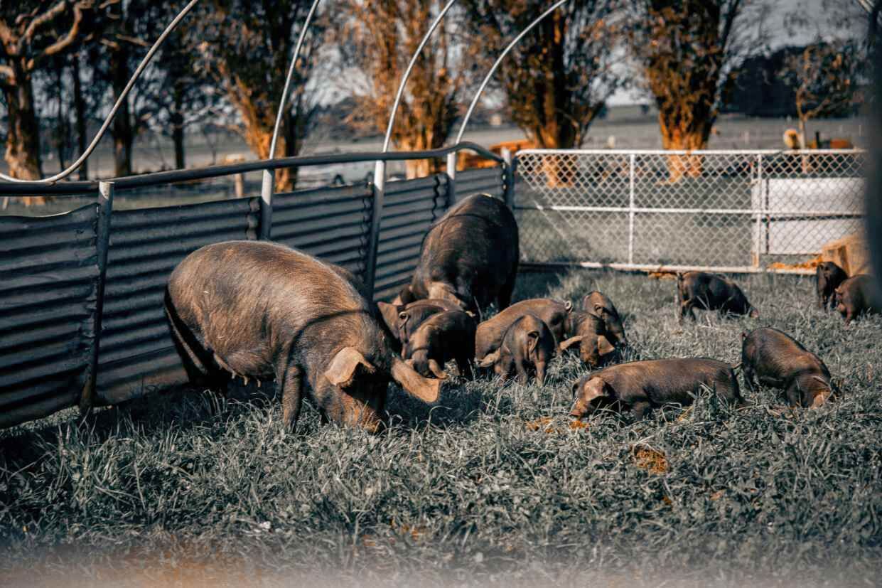 A fenced outdoor area with pigs.