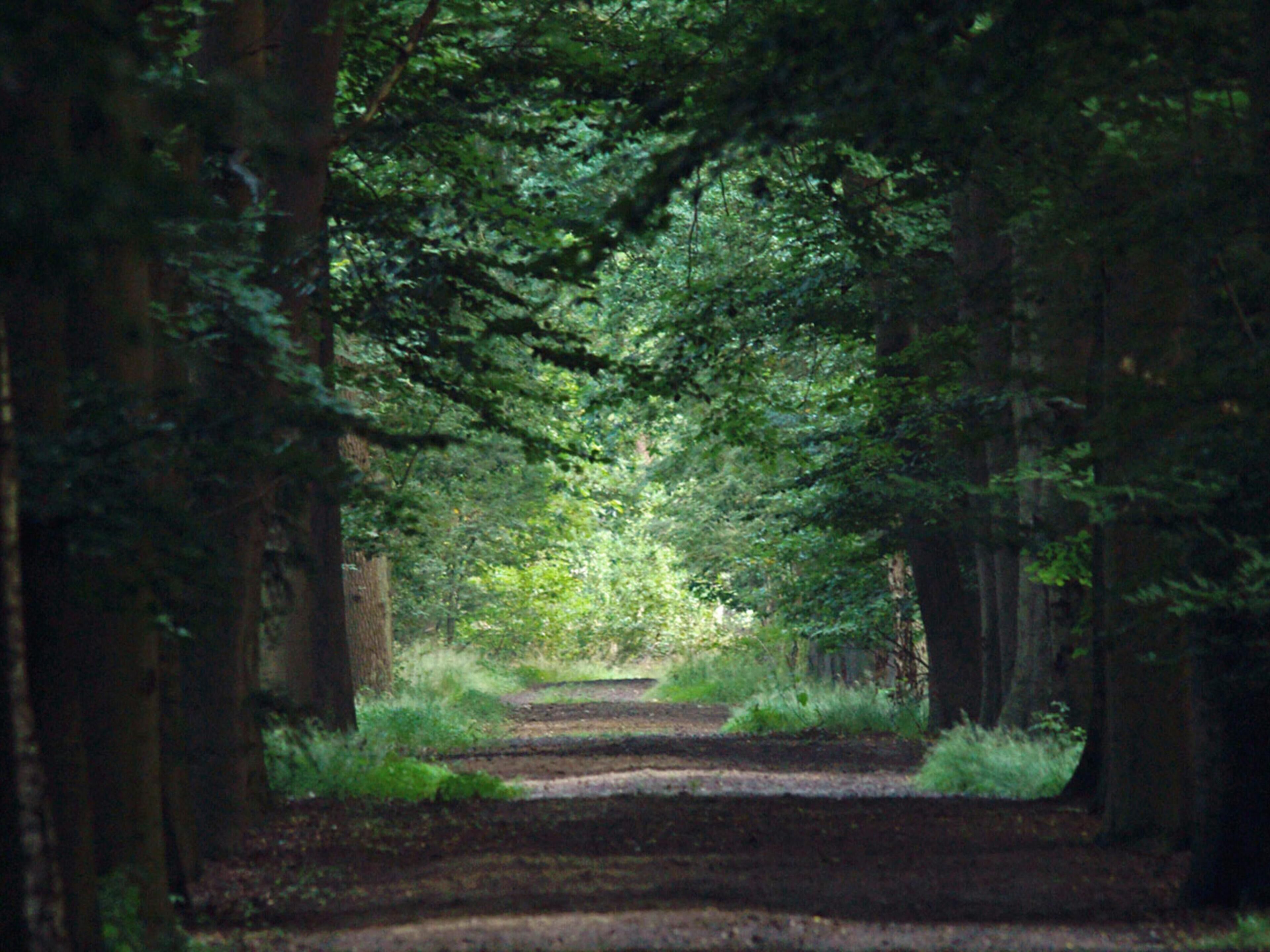 A forest path surrounded by tall trees.