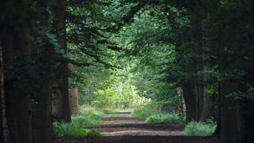 A forest path surrounded by tall trees.