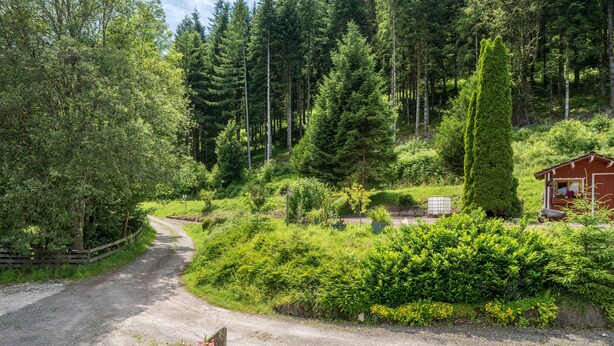 Un chemin de campagne menant à un chalet entouré d’une forêt dense et d’une végétation luxuriante.