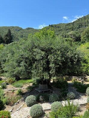 Property grounds - Villa: Spiti Espede (Agios Markos)