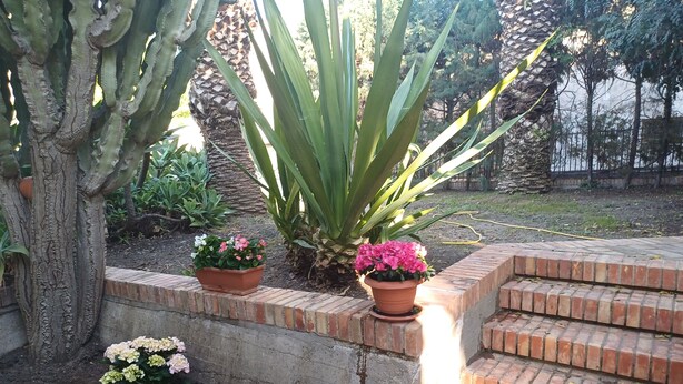A garden with a concrete wall, brick steps, and potted plants.