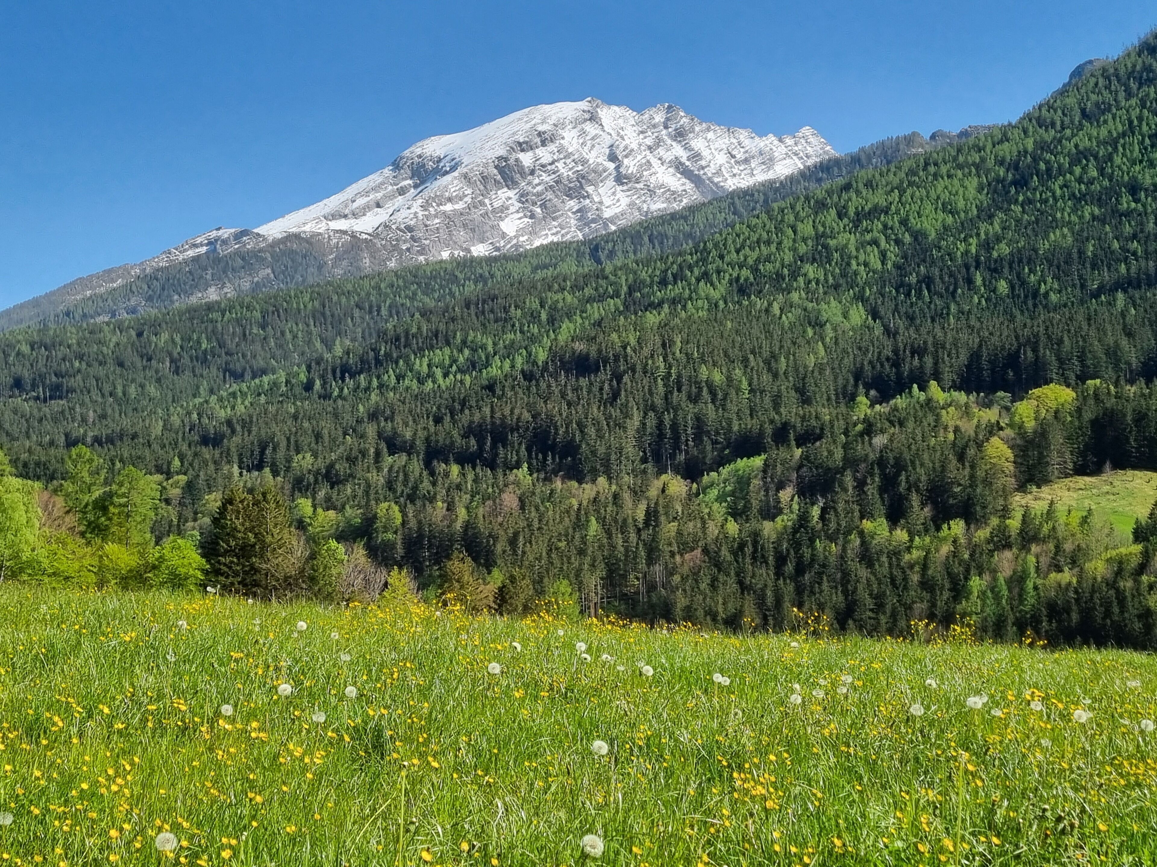A mountain with a snow-capped peak, dense forest, and a field of dandelions.