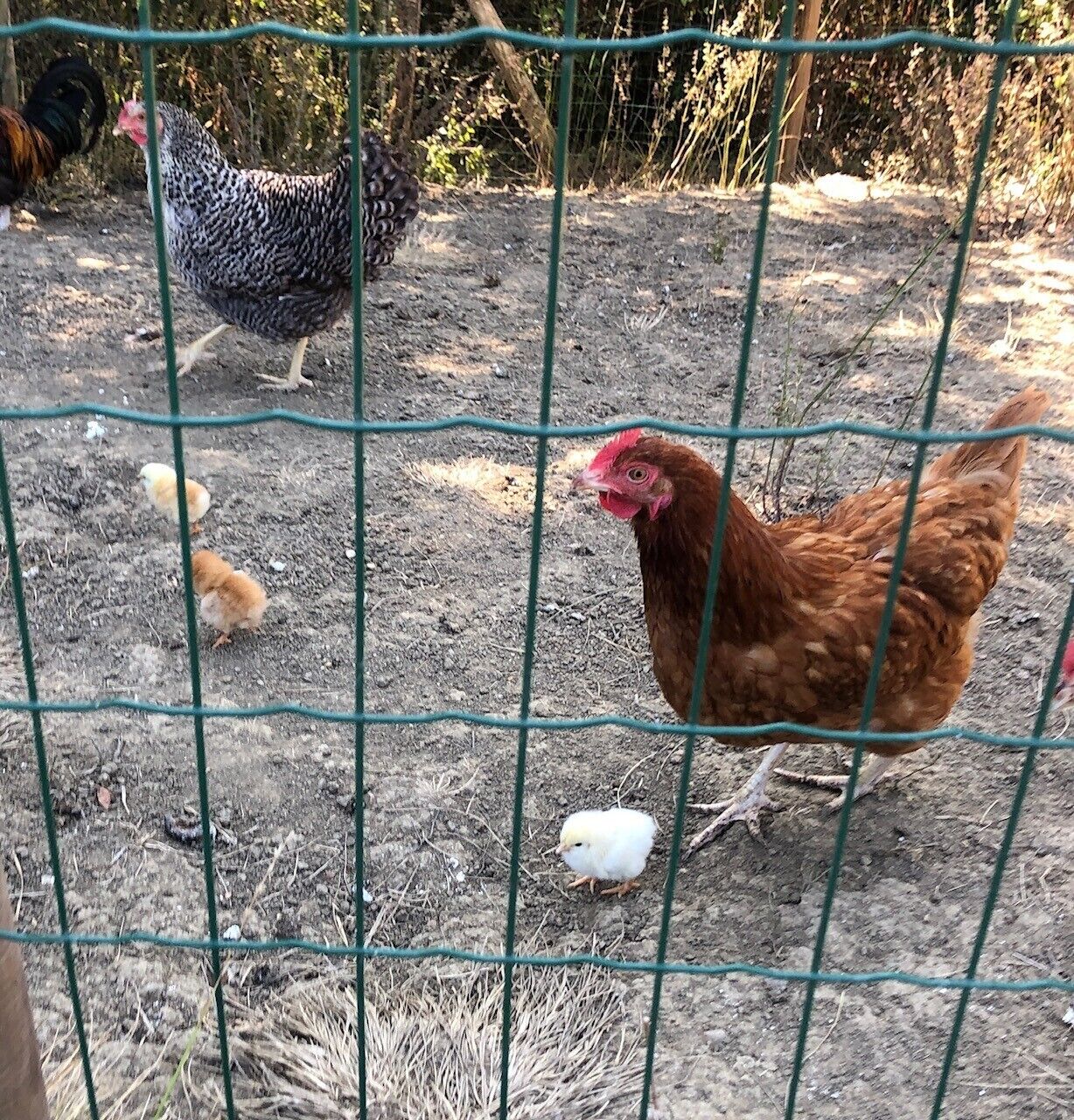 Un poulailler entouré d’une clôture en fil de fer, avec un sol en terre et quelques poules visibles à travers la clôture.