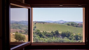 Una ventana con vistas a un viñedo.