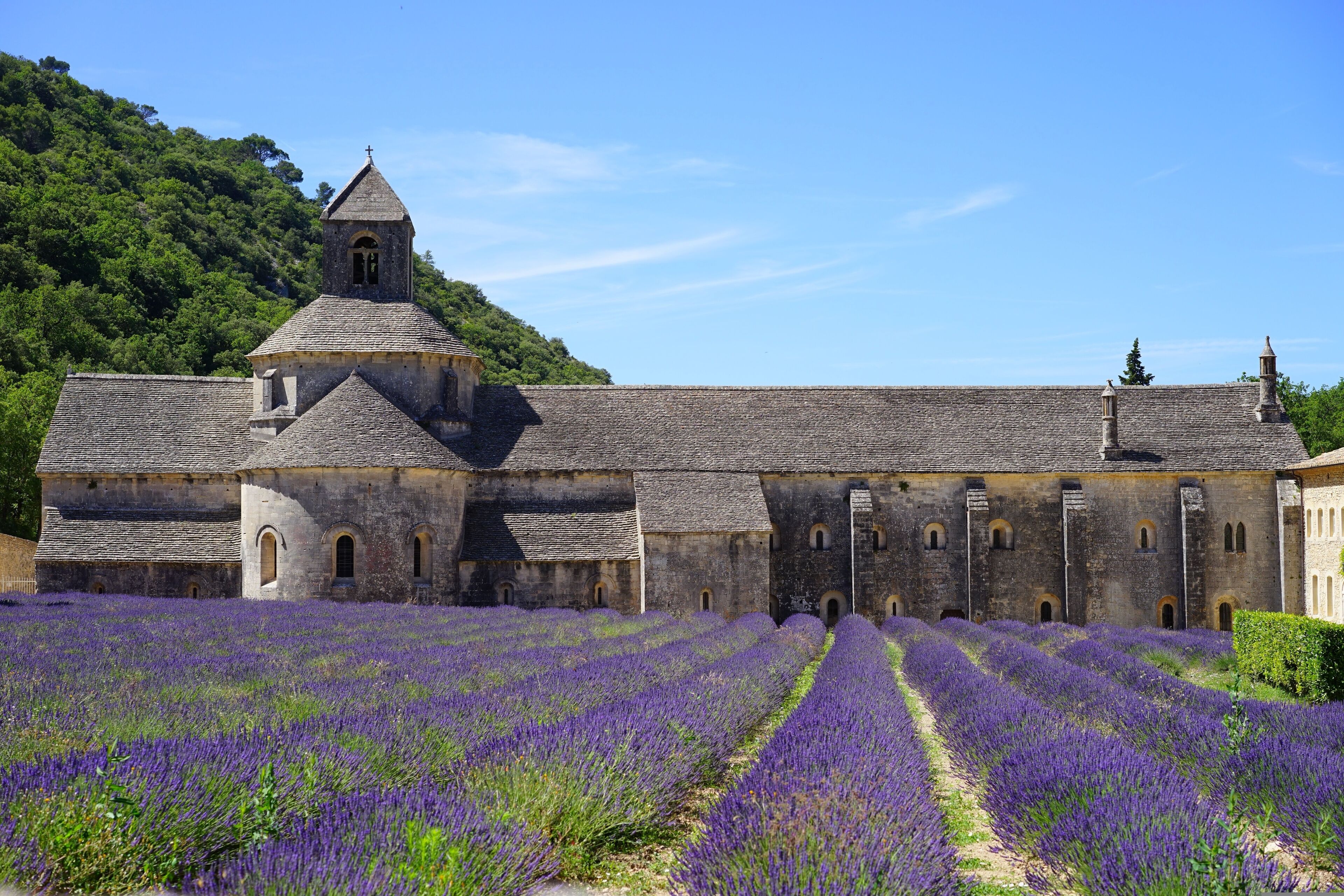 A historic stone building with a bell tower, surrounded by lavender fields.