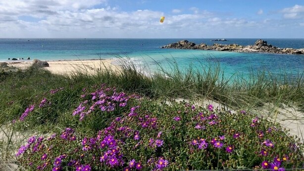 A beach with clear turquoise water, a rocky outcrop, and purple flowers in the foreground. - Le 101 - Plage du Dossen à Santec à 1.5 km (Santec)