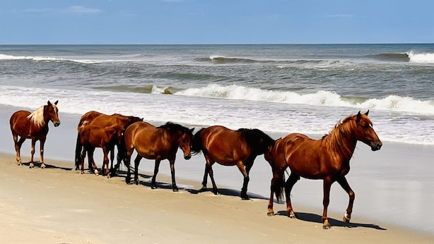 Una playa con un grupo de caballos caminando por la orilla.