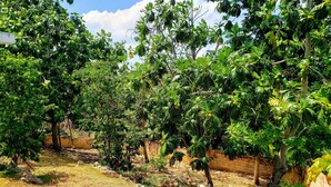 Un jardín exuberante con varios árboles y un muro de ladrillo.