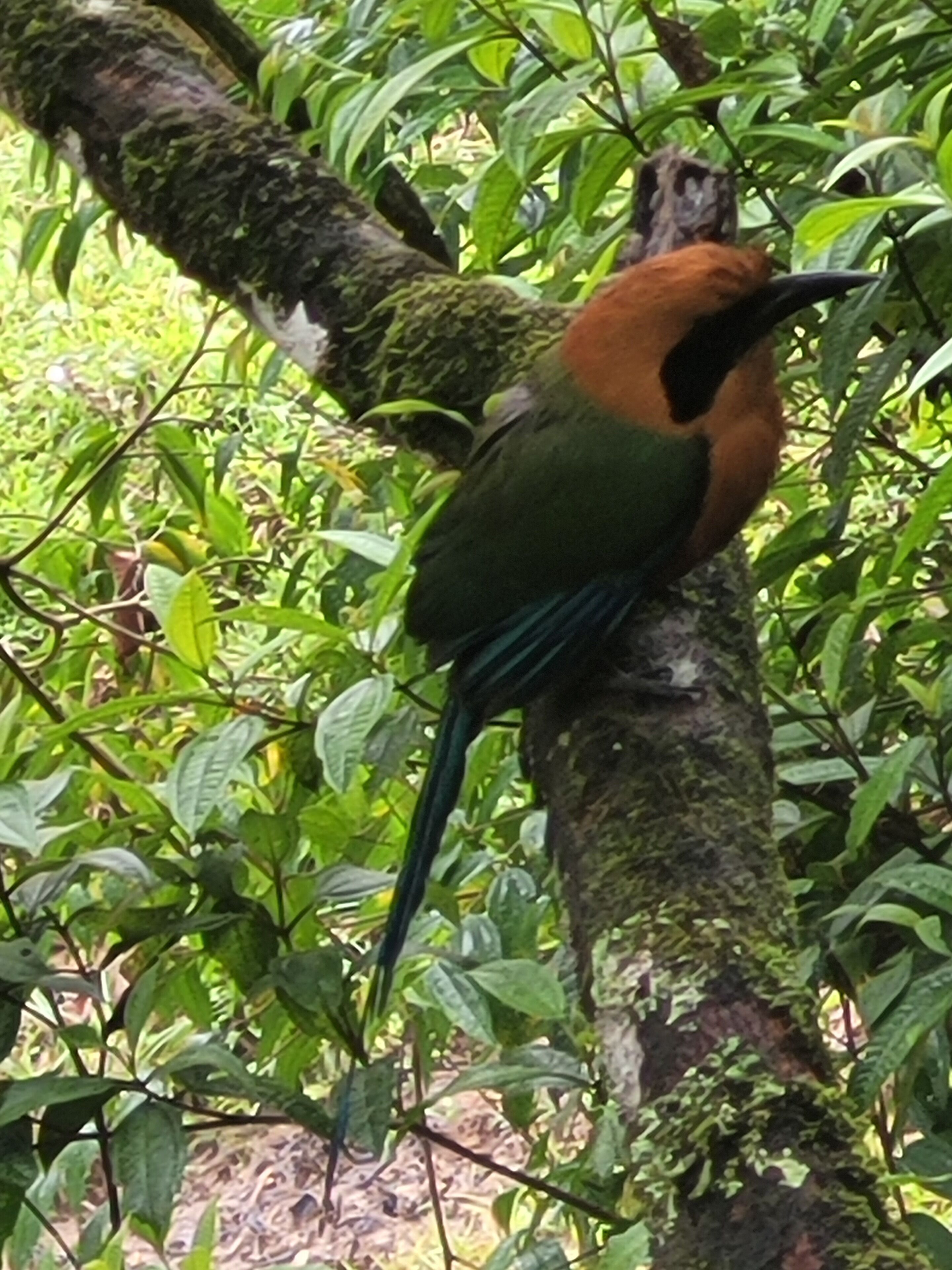 Um pássaro pousado num galho de árvore, rodeado por folhagem densa.