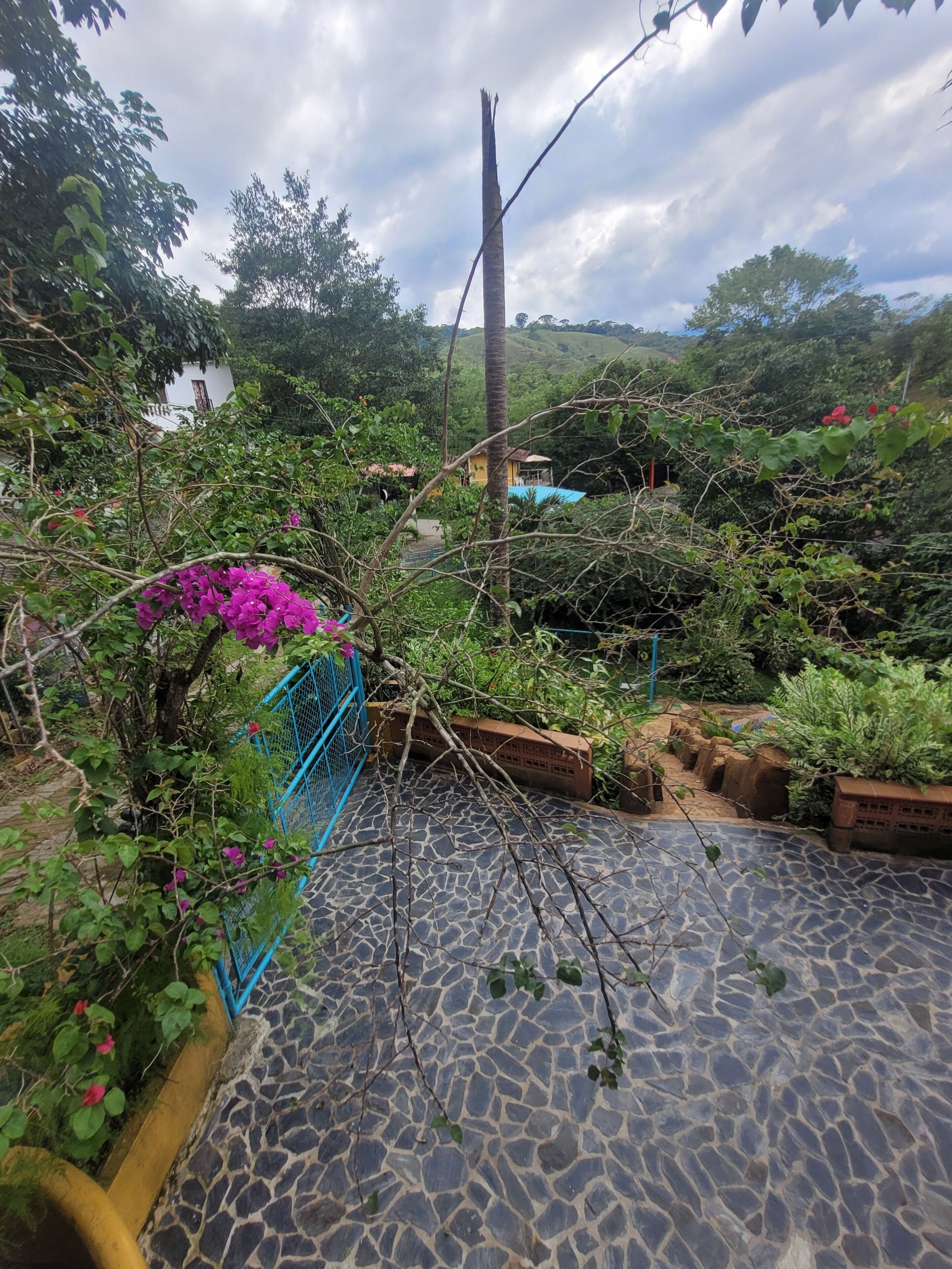 Ein Gartenbereich mit einem gepflasterten Weg, einem blauen Metallzaun und verschiedenen Pflanzen, darunter Bougainvillea.