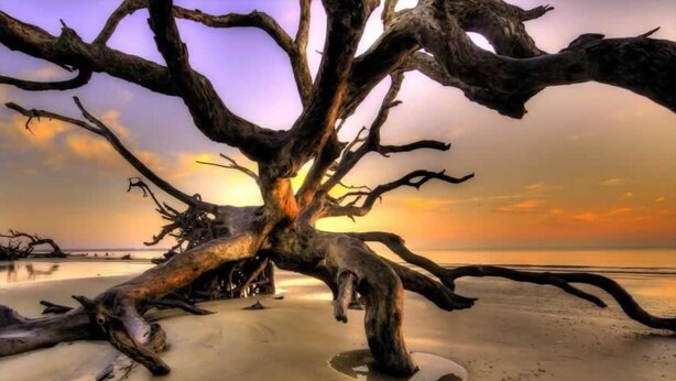 Een boom met veel takken op een zandstrand, met een zonsondergang op de achtergrond.