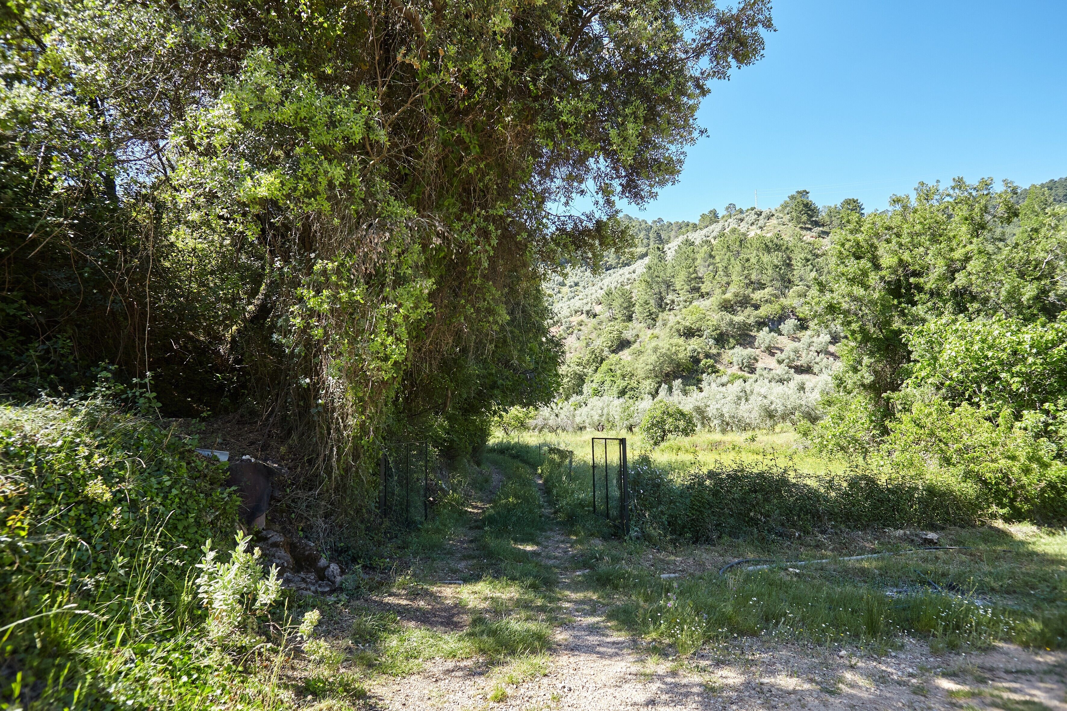 A natural landscape with a dirt path, dense foliage, and a hill in the background.