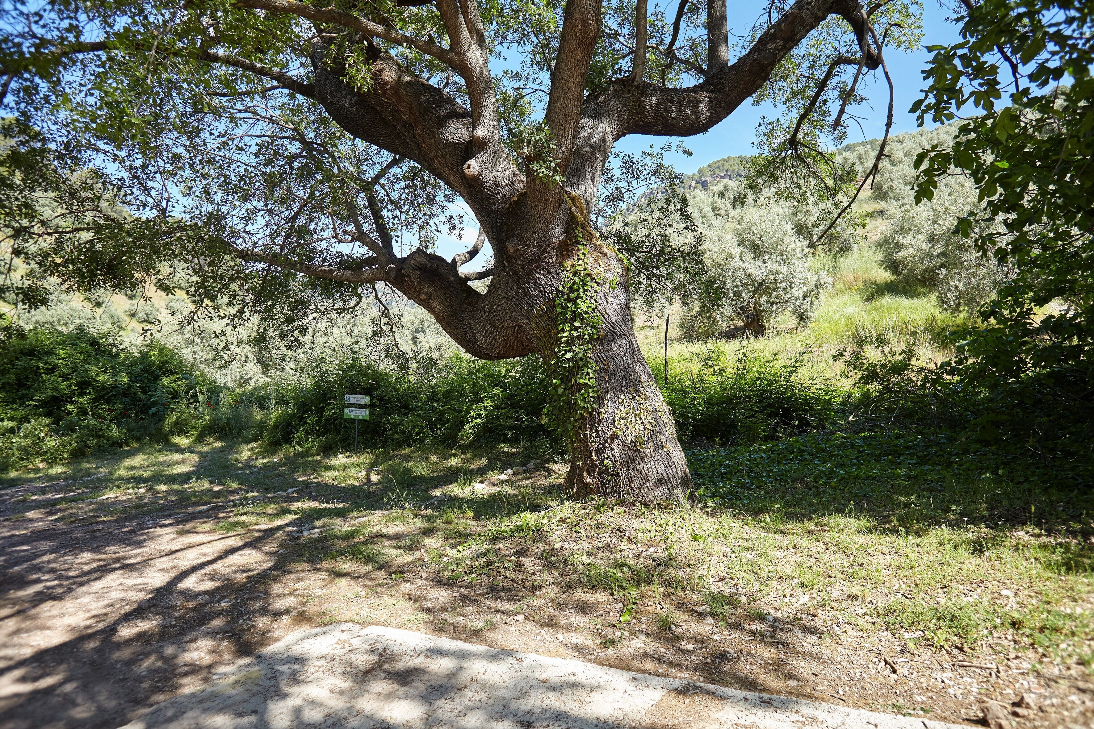 Un árbol grande con un tronco grueso y ramas extendidas, rodeado de follaje y un sendero de tierra.