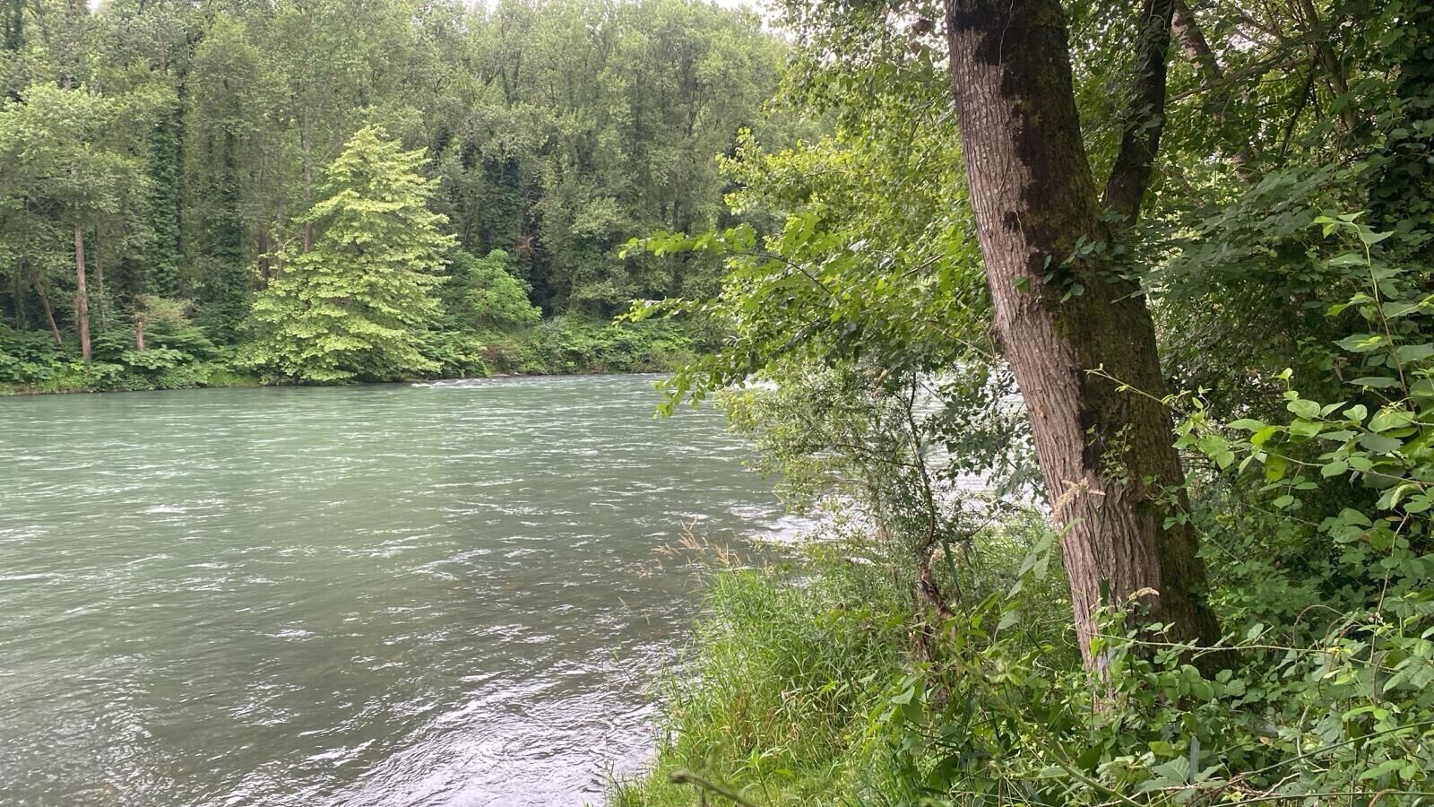 Une rivière bordée d’une forêt dense.