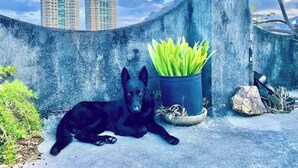 A black dog lying on a rooftop with a potted plant and a concrete wall. - TINY -one room- Apartment / Beach View / Rooftop Terrace  (San Juan)