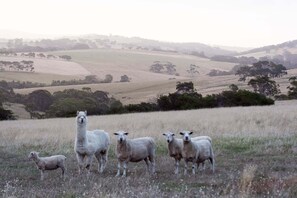 1 bedroom, WiFi, bed sheets - Lush Pastures - Oscar lodge (Bald Hills)