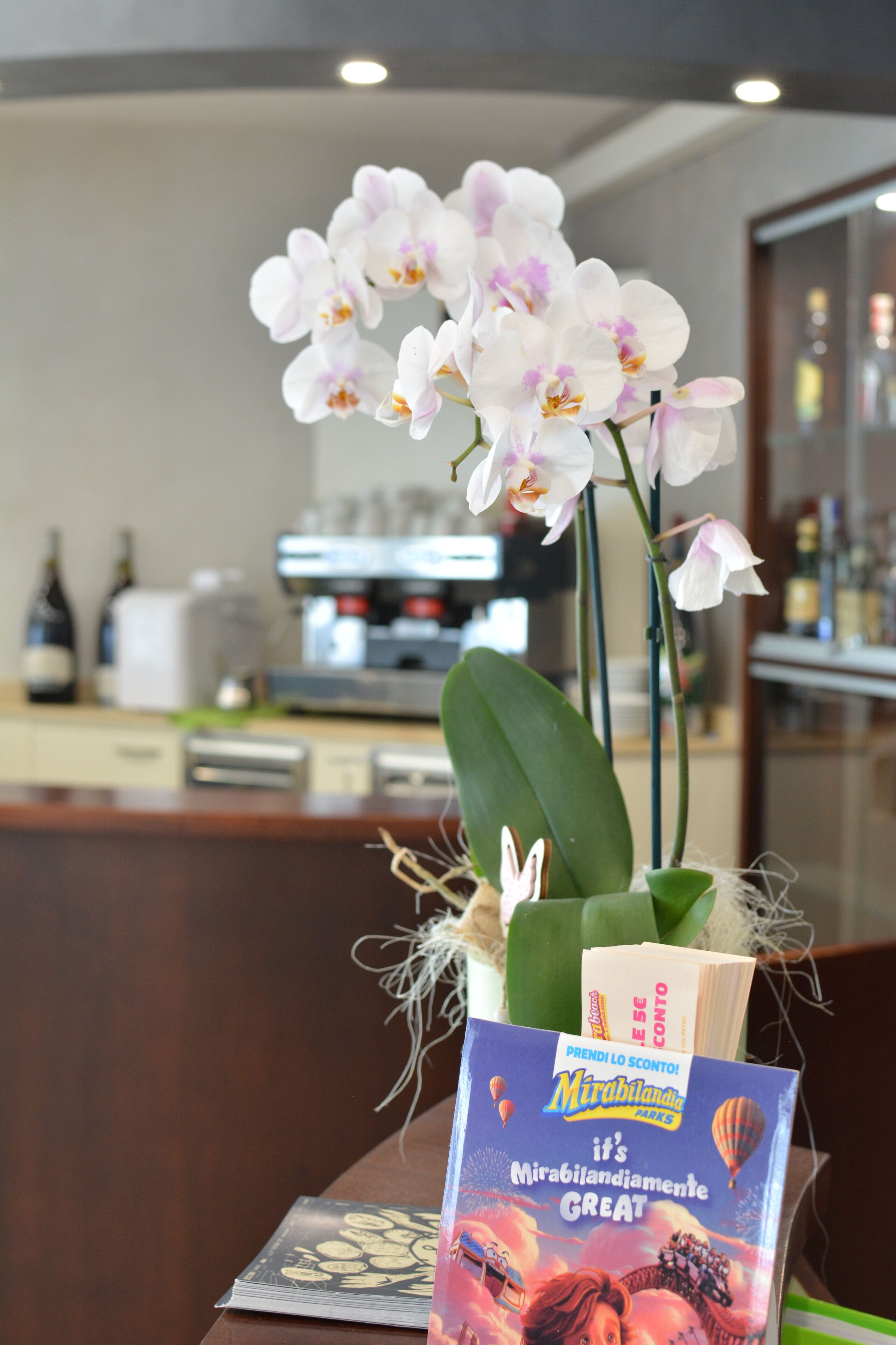 A reception desk with a potted orchid and a brochure titled "Mirabilandia".
