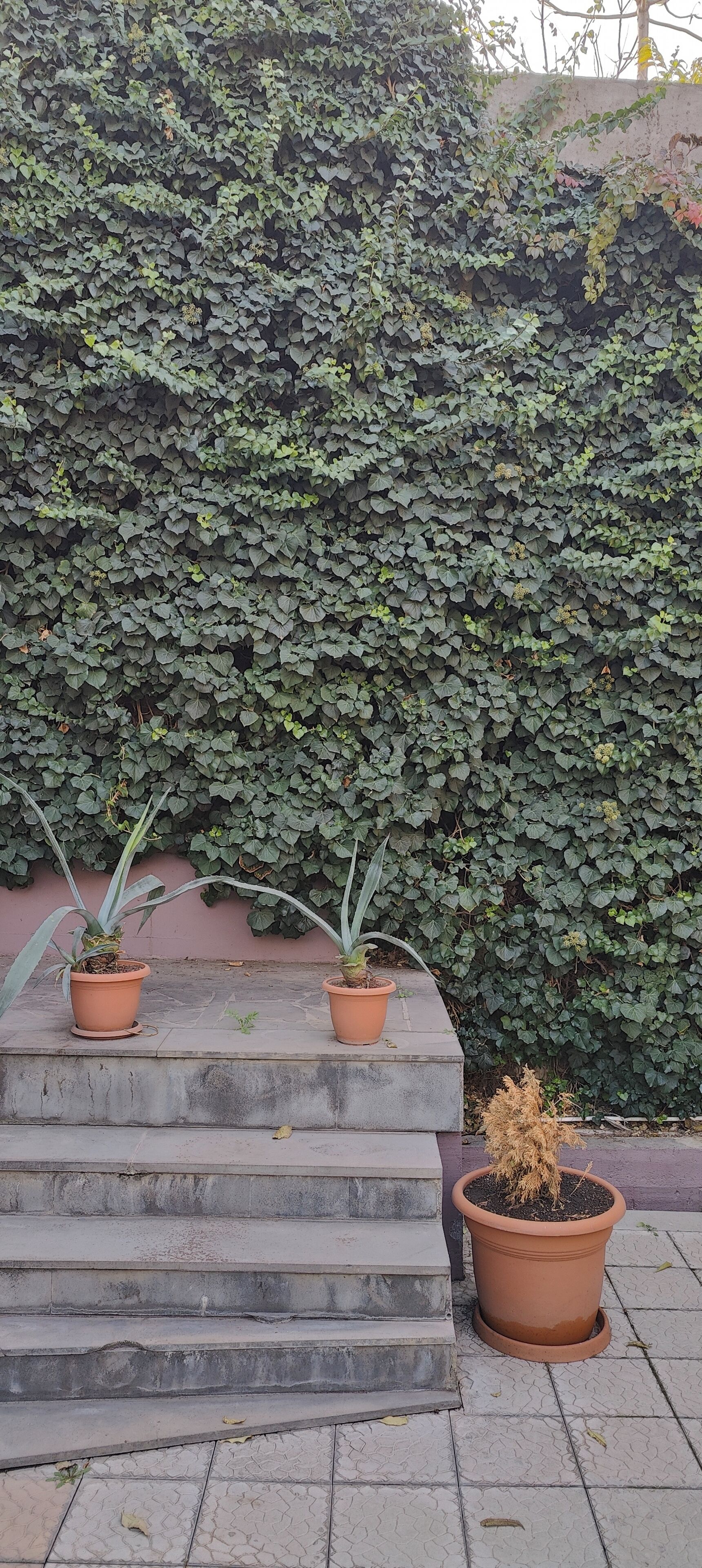 A staircase with potted plants on the steps and a dense green hedge in the background.