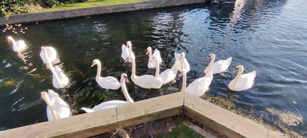 A group of swans swimming in a calm body of water.