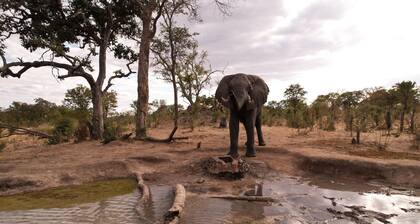 Chobe Mopani Forest Lodge & Camp site