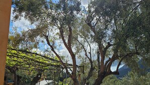 Un patio al aire libre con mesas y sillas, una pérgola y un árbol grande que da sombra.