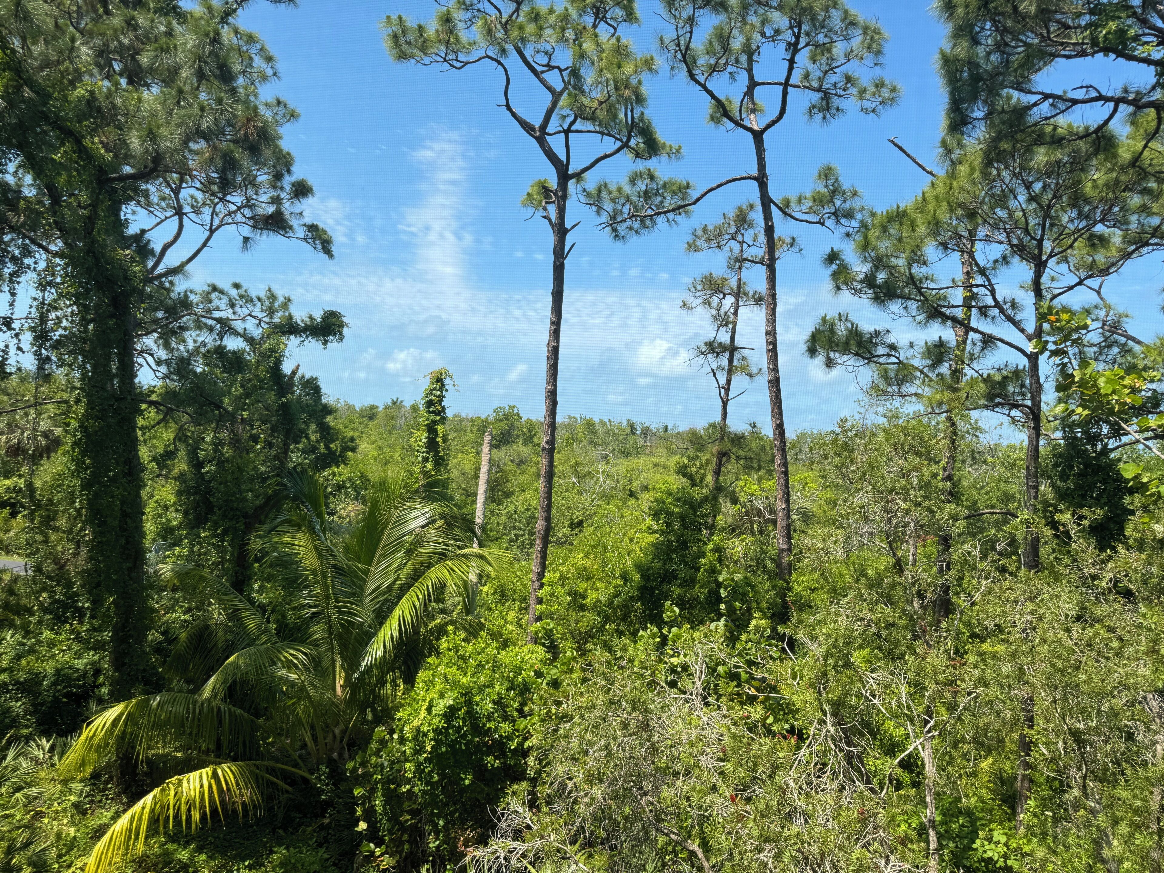 Un bosque denso con altos pinos y diversa vegetación.