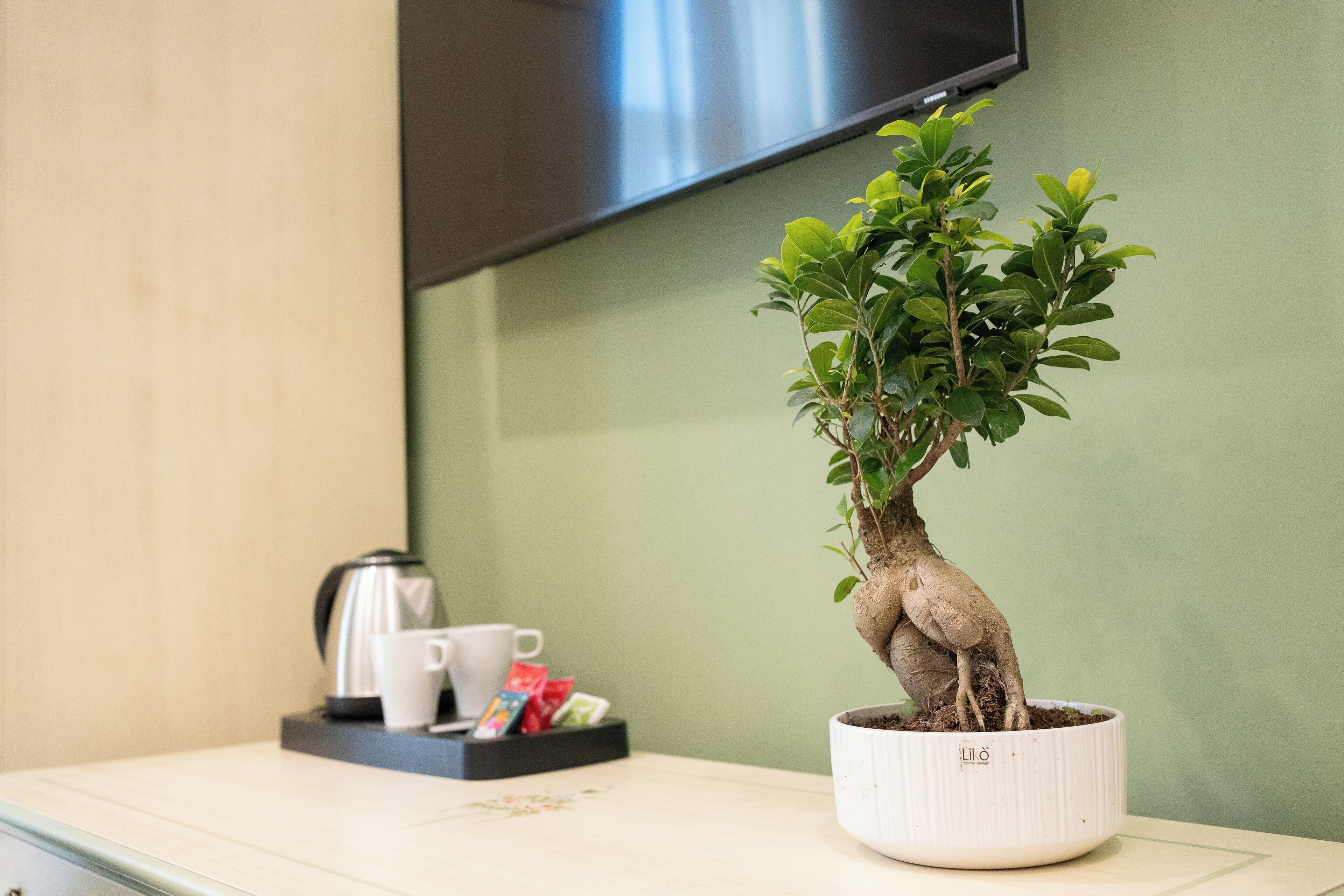 A potted bonsai tree on a table with a kettle, cups, and a tray of tea bags.