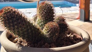 A potted cactus with a hammock in the background. - Wonderful cottage with swimming pool 100 mt from the sea 🌊 (Trabia)